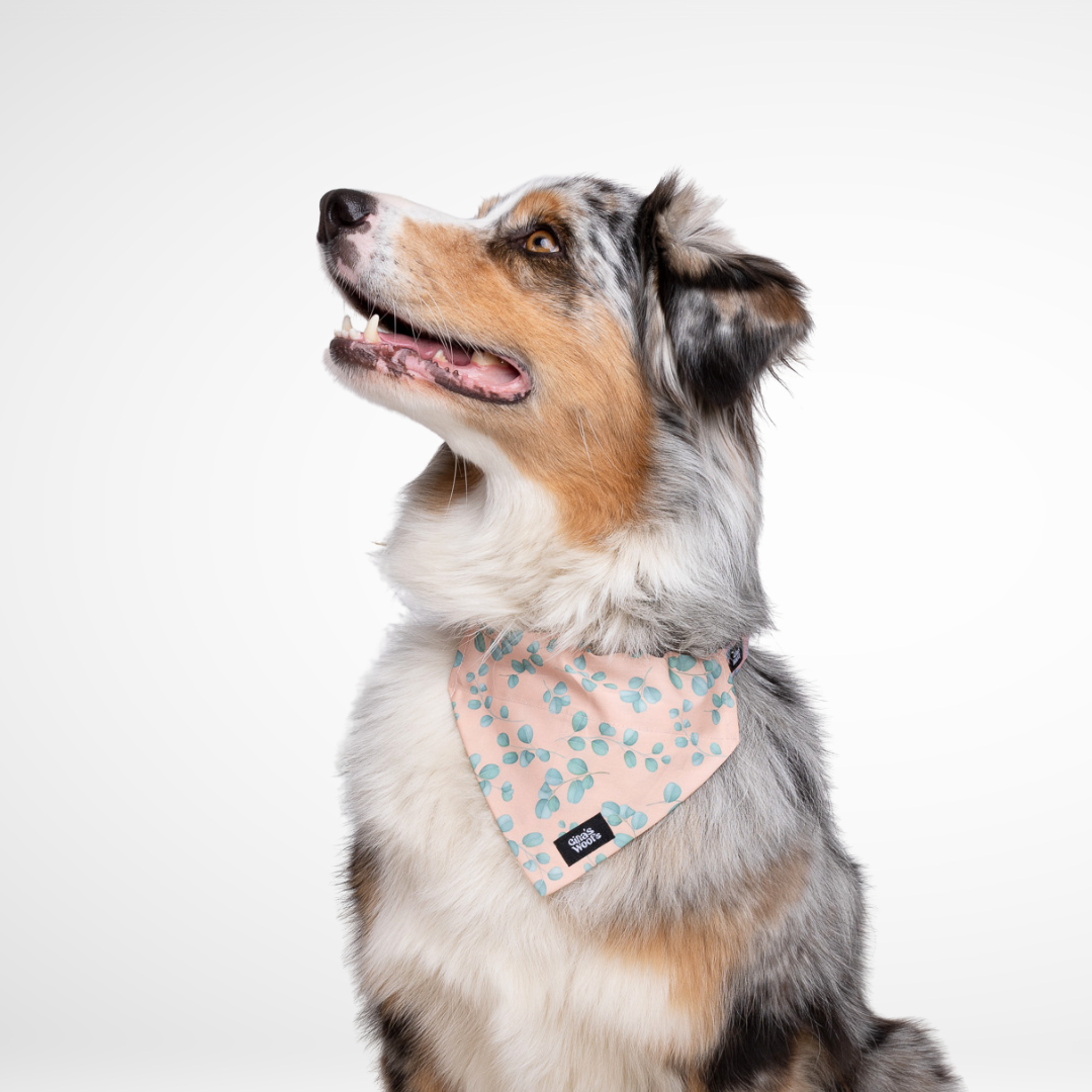 #kolekcija_eucalyptica