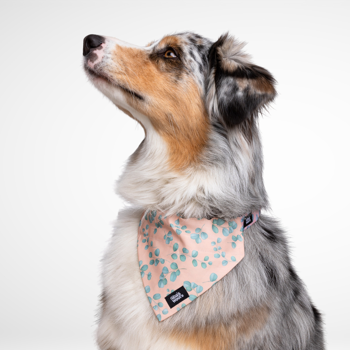 #kolekcija_eucalyptica