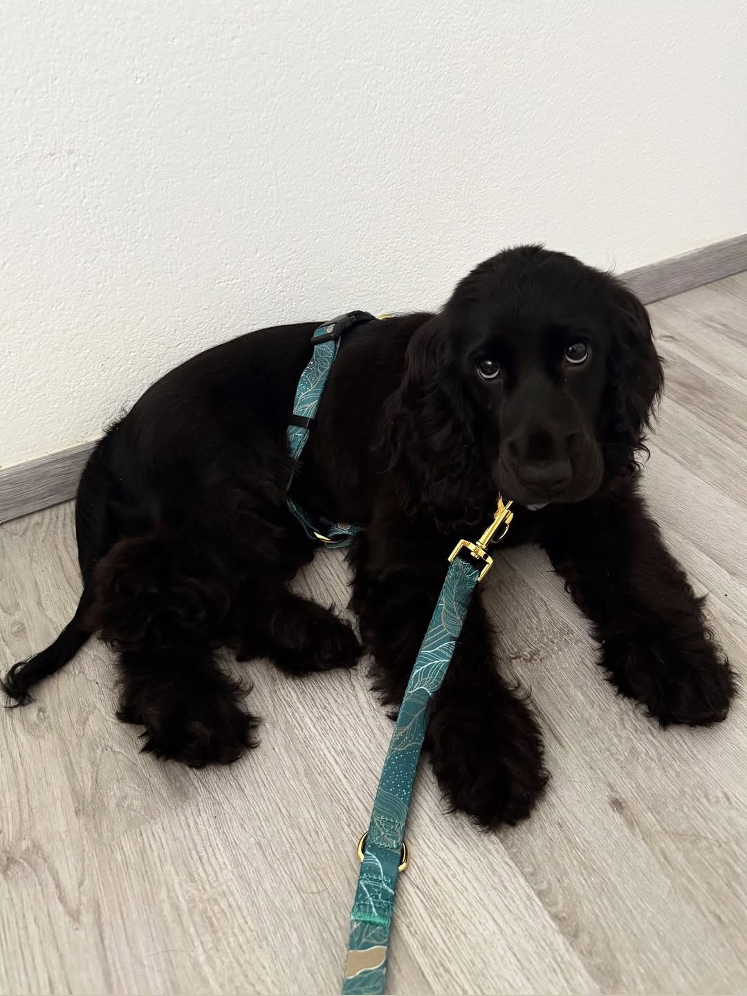 #kolekcija_golden-woods