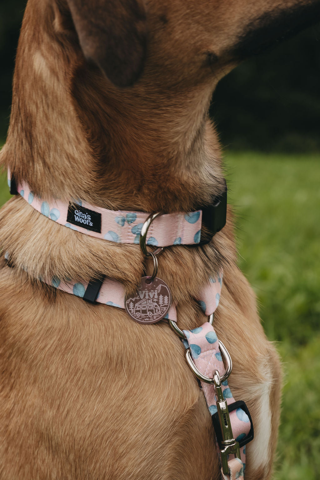 #kolekcija_eucalyptica