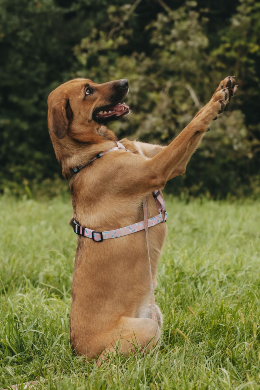 #kolekcija_eucalyptica