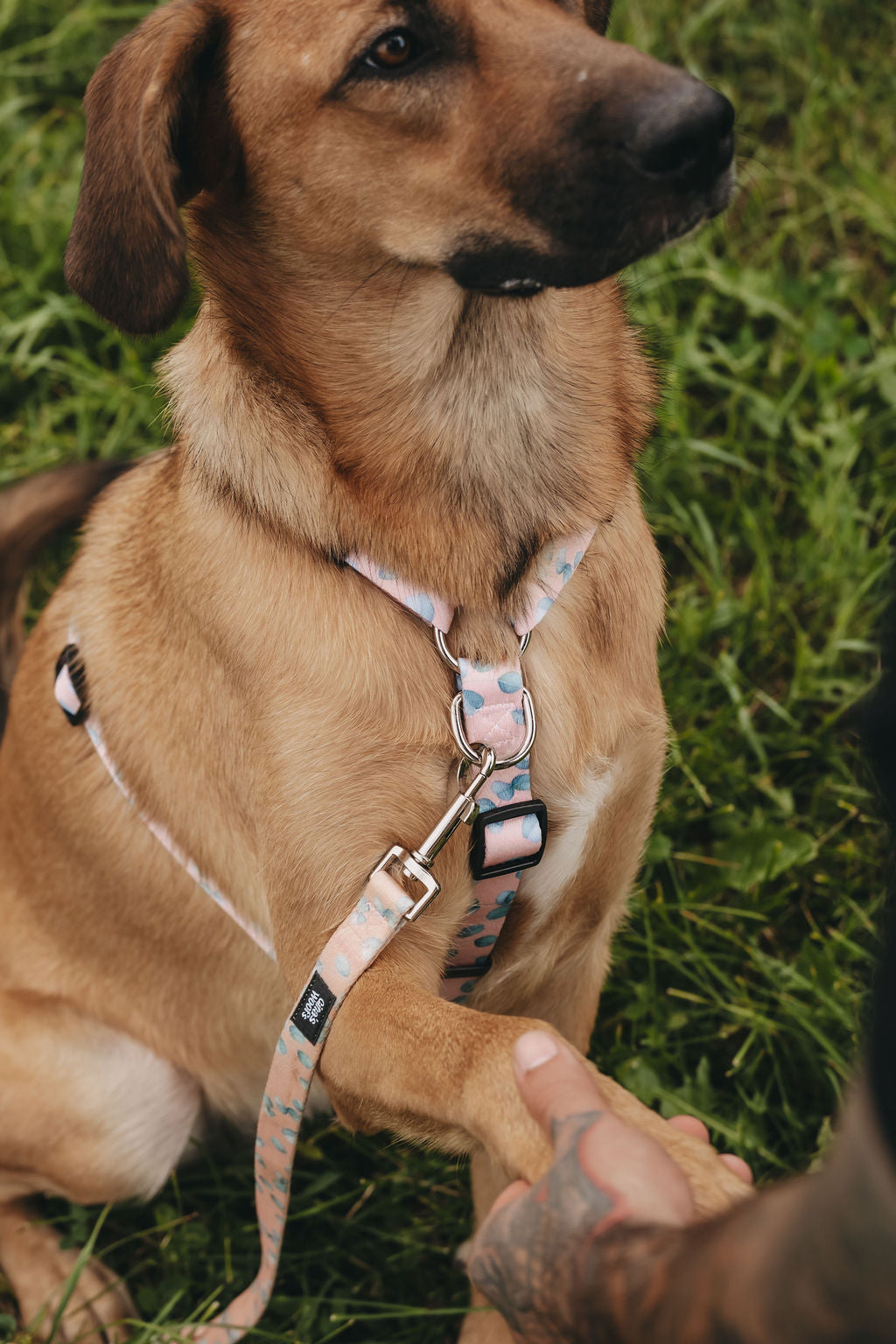 #kolekcija_eucalyptica