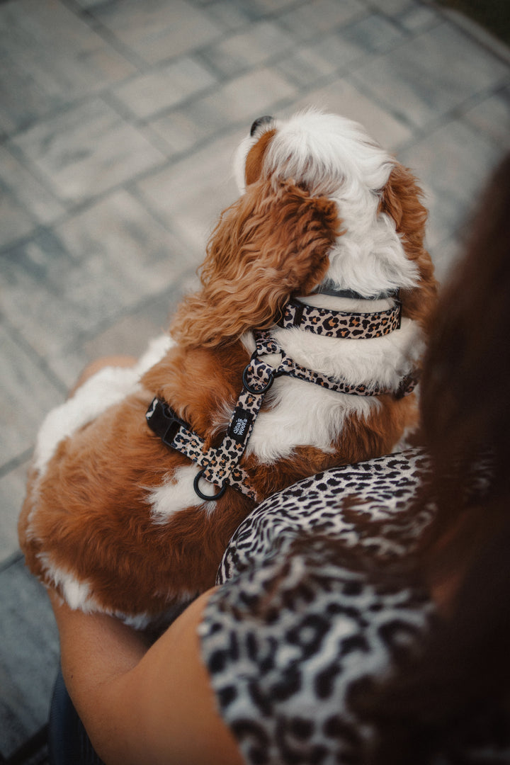 #kolekcija_wild-savanna