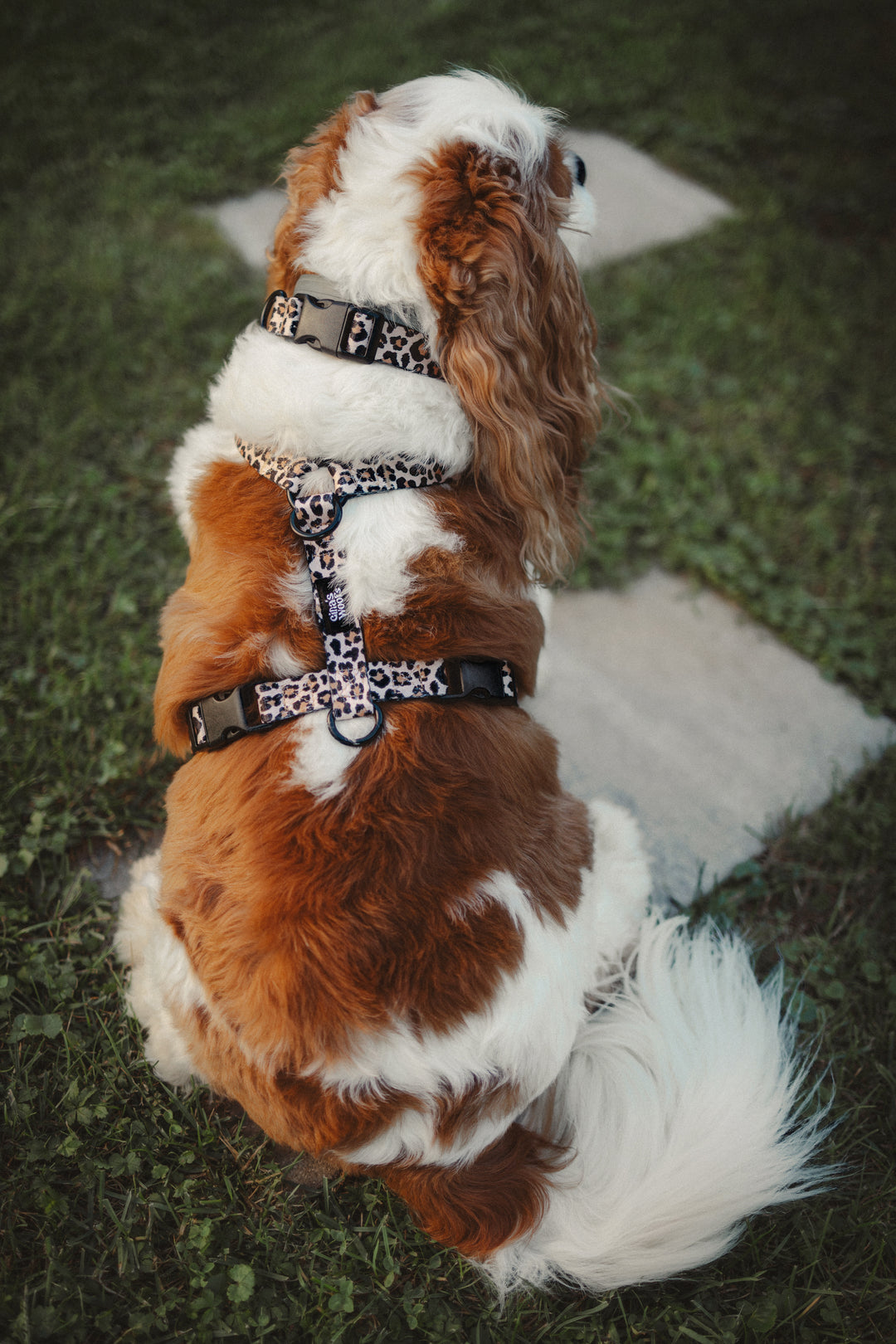 #kolekcija_wild-savanna