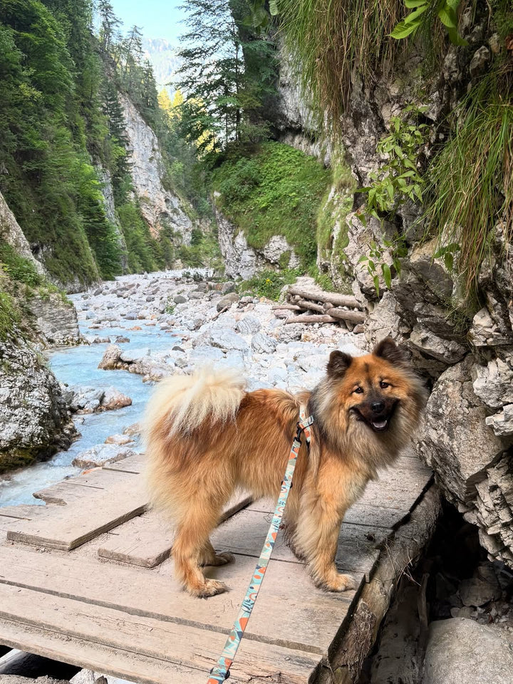 #kolekcija_groovy-vice